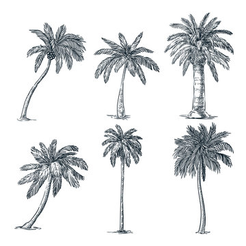 Tropical coconut palm trees set. Vector sketch illustration. Hand drawn tropical plants and floral design elements.