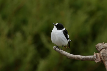 bird on a branch