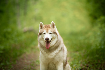 Portrait of lovely and beautiful dog breed siberian husky sitting in the bright green forest.