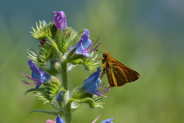 la farfalla prende il nettare dal fiore