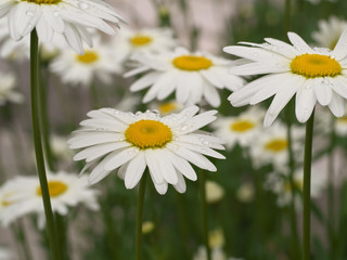 Daisy chamomile flowers field in garden, medow of daisies
