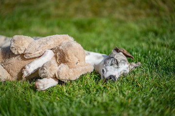 verträumter Windhund / Whippet kuschelt mit Plüschtier