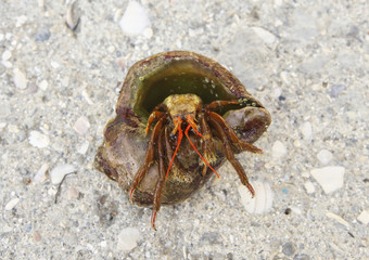A close up photograph of a hermit crab emerging from the host shell. Sea crab on a rocks. Macro photo.