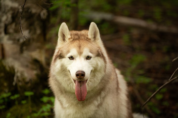 Obraz premium Portrait of free and beautiful dog breed siberian husky sitting in the green forest.