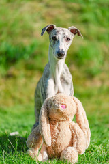 verträumter Windhund / Whippet kuschelt mit Plüschtier