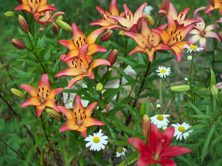 Closeup orange red yellow white Lily flowers in a garden bed, Macro shot, Pistil and stamen and bud and drop scent oil.