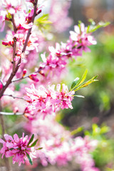 pink flowers in the garden