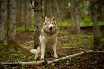 Obraz premium Portrait of free and beautiful dog breed siberian husky sitting in the green forest.