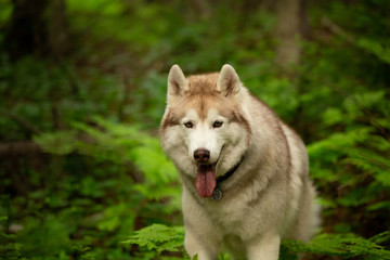 Naklejka na ściany i meble Portrait of free and beautiful dog breed siberian husky sitting in the bright green forest.