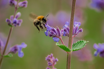 Bumblebee & Lavander 002