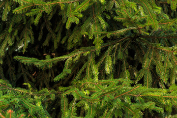 green background of branches of tree