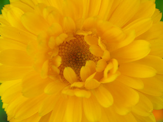 Marigold yellow, flower petals at the base of dark-yellow at the edges light-yellow. Closeup photo garden bed