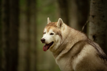 Free and beautiful dog breed siberian husky sitting in the green mysterious forest.