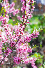 pink flowers in garden