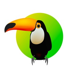 Toucan, exotic birds, bird of paradise on the colored background