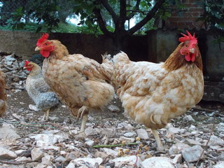 Free Range 