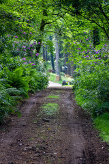 Obraz premium woodland pathway