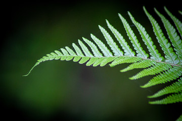 ferns