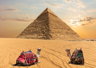 Two camels near the Pyramid of Chephren, Egypt