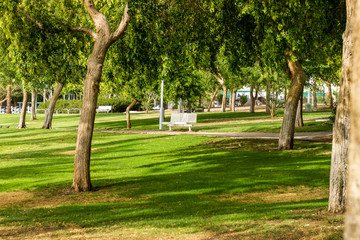 park outdoor green grass meadow morning sunny fresh air natural space for walking and promenade 
