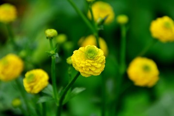 Obraz premium Double creeping buttercup in the garden close-up