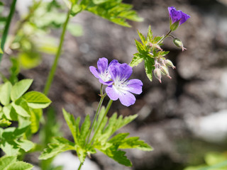 Geranium pratense - G&eacute;ranium des pr&eacute;s