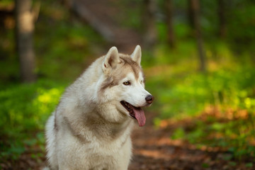 Beautiful and happy Siberian Husky dog sitting in the forest at golden sunset in spring