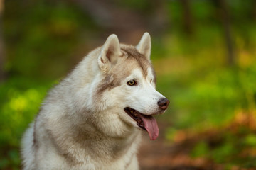 Obraz premium Beautiful and happy Siberian Husky dog sitting in the forest at golden sunset in spring
