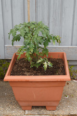 Tomatoes plant in a plastic flowerpot in a garden