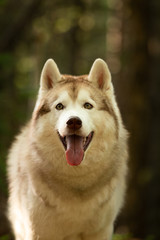 Lovely and cute Siberian Husky dog standing in the forest at golden sunset in spring