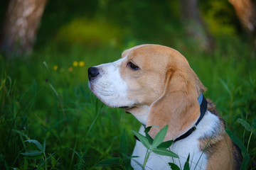 Portrait of a dog in a summer Park. Beagle on a walk on a summer evening in the green grass