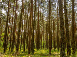 Fototapeta na wymiar Green pine forest background in a sunny day. Poland, Gdansk.