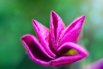 Natural background depicting flowers in macro photography