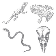 Set of witchcraft magic, occult attributes decorative elements. Reptile, bird head skull, snake, frog, toad, lizard. Set for Halloween. Vector.