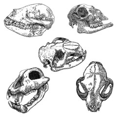 Set of animal skulls, engraving hand drawing heads. Dog, wolf, coyote predators. Goat or sheep farm animal. Domestic home cat. Forest wild beaver. Boho style tattoo. Vector. © desertsands