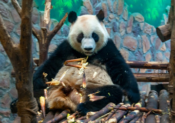 Obraz premium The daily life of a giant panda at Chengdu Panda Base.