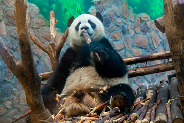 The daily life of a giant panda at Chengdu Panda Base.