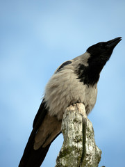 The Gray Crow (Corvus cornix) sits at the end of a dead tree pole. Sky in the background.