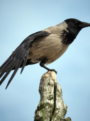 The Gray Crow (Corvus cornix) sits at the end of a dead tree pole. Sky in the background.