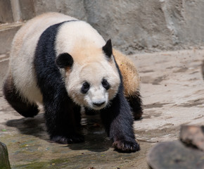 Fototapeta premium The daily life of a giant panda at Chengdu Panda Base.