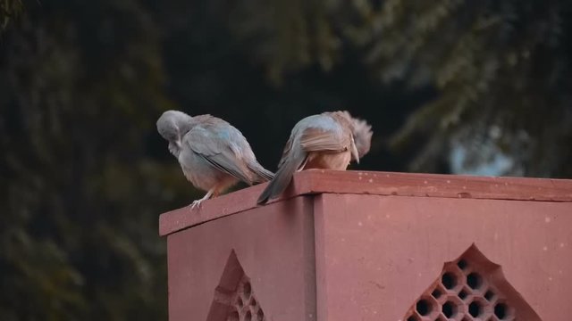 Two starlings myna sit on a column and clean their feathers on the street Delhi, India. Slow mo, slo mo, slow motion, high speed camera