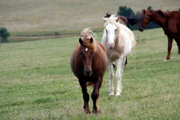 Horses on the pasture