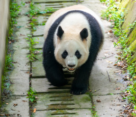 Fototapeta premium The daily life of a giant panda at Chengdu Panda Base.