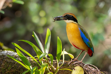 Pitta in the wild with natural blurred background,over shoulder shot..Mangrove pitta bird perching on Rhizophora branch with crab in beak for feeding their new born babies in breeding season .