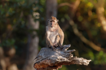 Crab eating macaque habitat in phuket ,Thailand..Mature long tailed macaque sitting alone on broken rhizophora tree  looking at camera with soft sunlight natural blurred background ..