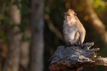 Crab eating macaque habitat in phuket ,Thailand..Mature long tailed macaque sitting alone on broken rhizophora tree  with muddy hands and feet soft sunlight natural blurred background ..