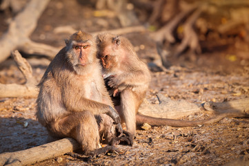 Crab eating macaque family..Adult long tailed macaque looking at camera sitting closely with a younger generation  on mud of mangrove forest in phuket ,Thailand.