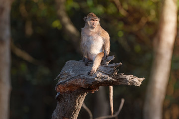 Crab eating macaque habitat in phuket ,Thailand..Mature long tailed macaque sitting alone on broken rhizophora tree  with muddy hands and feet soft sunlight natural blurred background .