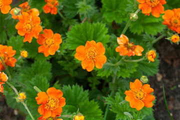 Chilean avens or Geum chiloense orange flowers growth, top view