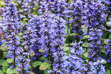 Ajuga reptans or blue bugle flowers growing in spring garden